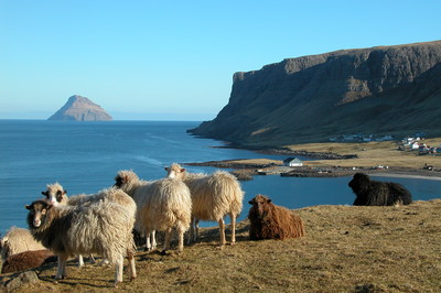 El topónimo de islas Feroe, en feroés Føroyar, puede traducirse como «isla de los corderos». (Fotografía de Thomas Famgaard)